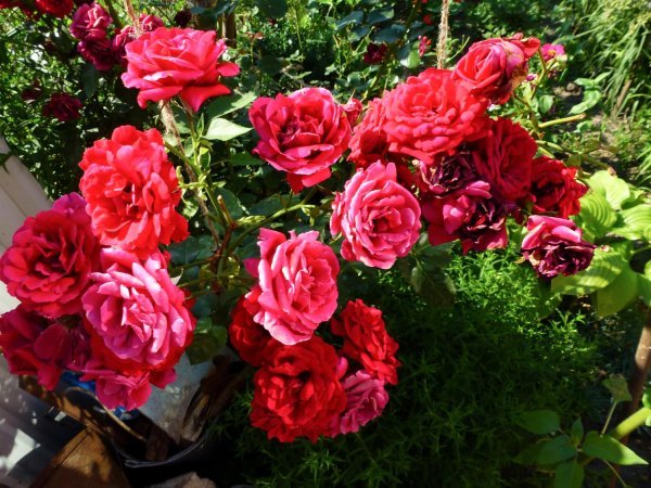 Ožujak je idealno vrijeme za rezidbu većine grmolikih ruža