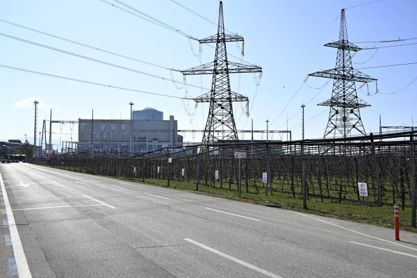 Sadnice uz cestu, tik pored elektrane, rastu bez ikakve opasnosti