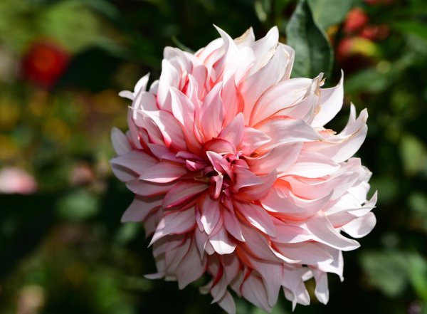 Dalije dolaze u najrazličitijim oblicima