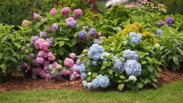 Hortenzije najviše vole polusjenu