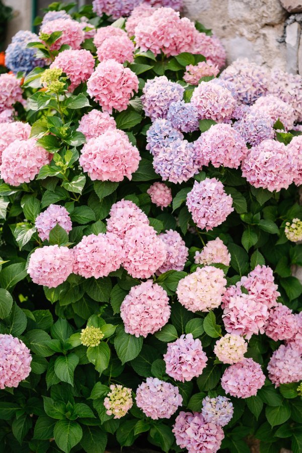 Kod starijih grmova može se ukloniti i poneka najstarija grana pri dnu