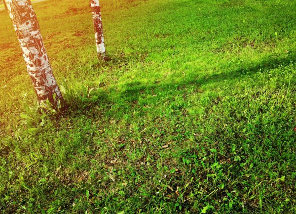 Ostavljanje pokošene trave smanjit će kisik preostalim biljkama.