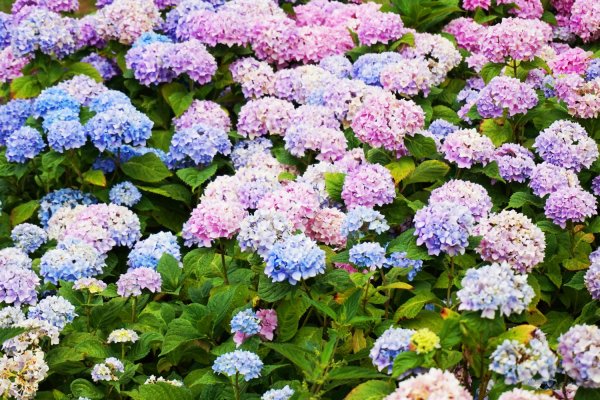 Početkom ožujka ne trebate ići na brza rješenja u njezi hortenzija