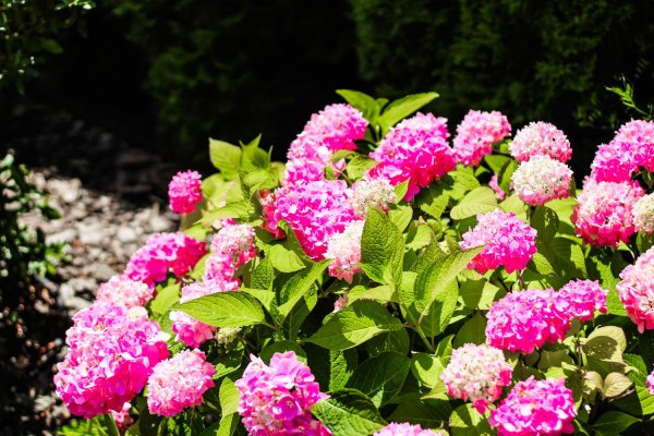 Velikolisne hortenzije