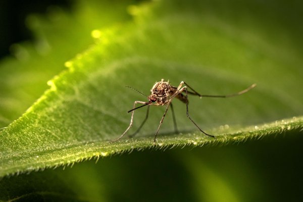 Opasan virus širi se u susjedstvu: Pet mrtvih, deseci zaraženih, proglašena epidemija
