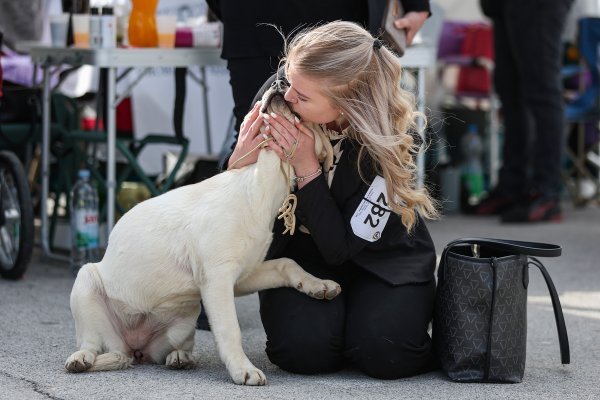 Međunarodna izložba pasa u Zagrebu