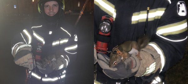 Vatrogasci u orašastoj intervenciji: 'Koko je htjela vidjeti Štros'