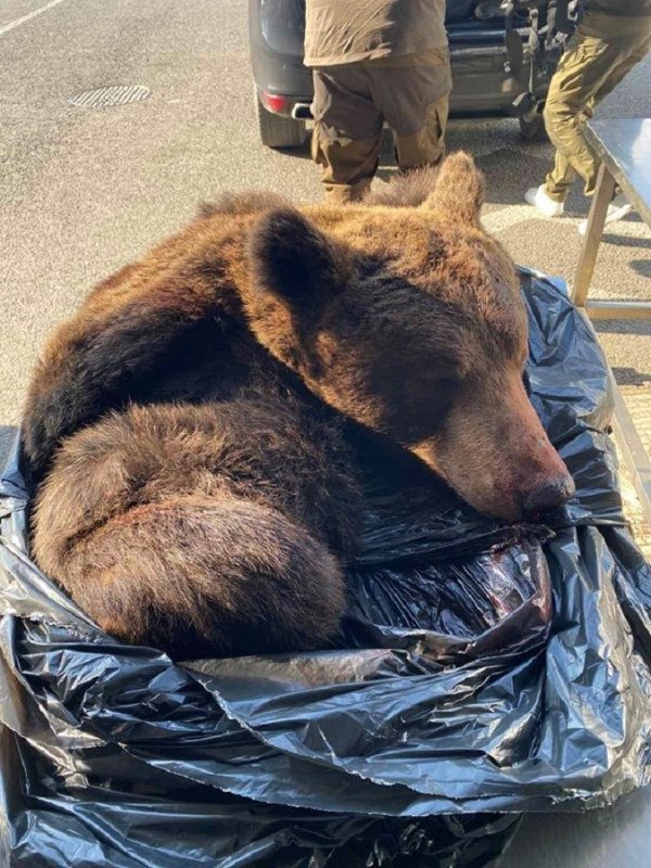 Medvjed kojeg su pronašli carinici