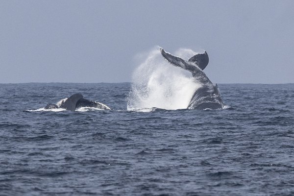 Najstarija snimka kitova pjeva otkriva kako je ocean nekad zvučao