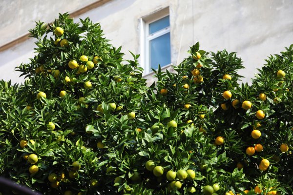 Voćna muha može uništiti cijeli urod mandarina - ilustracija