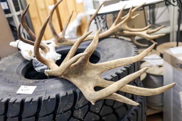 Ako vam već nije postalo jasno - ne pokušavajte prenijeti jelenje rogove