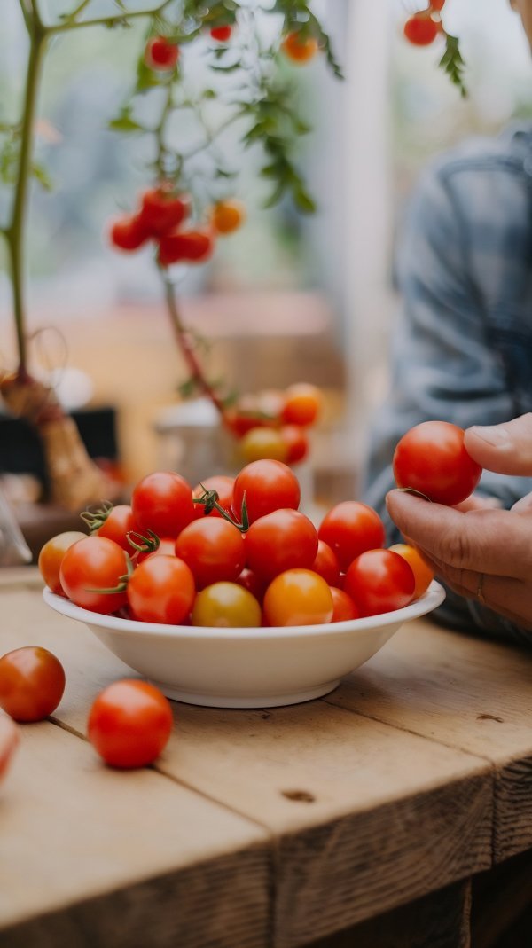 Optimalna temperatura za klijanje sjemena rajčice kreće se između 20 i 22 stupnja