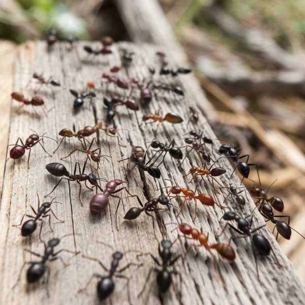 Mravi su iznimno osjetljivi na mirise