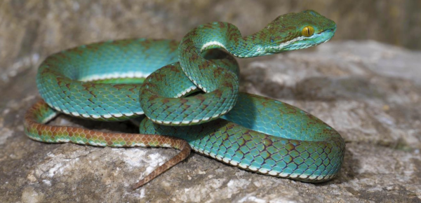 Novootkrivena jamičarka