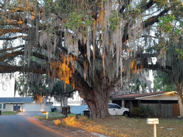 Okoliš oko Clear Lakea