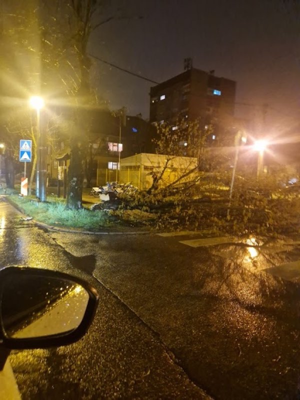 Srušeno stablo na Jordanovcu