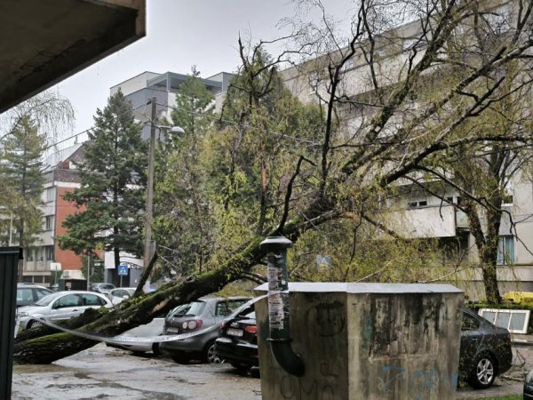Stablo palo na vodove u Nehajskoj