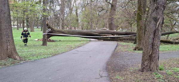 Srušeno stablo u Čakovcu