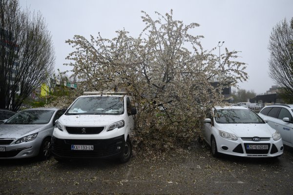 Evo kada i kako možete naplatiti štetu ako vam je stablo palo na auto