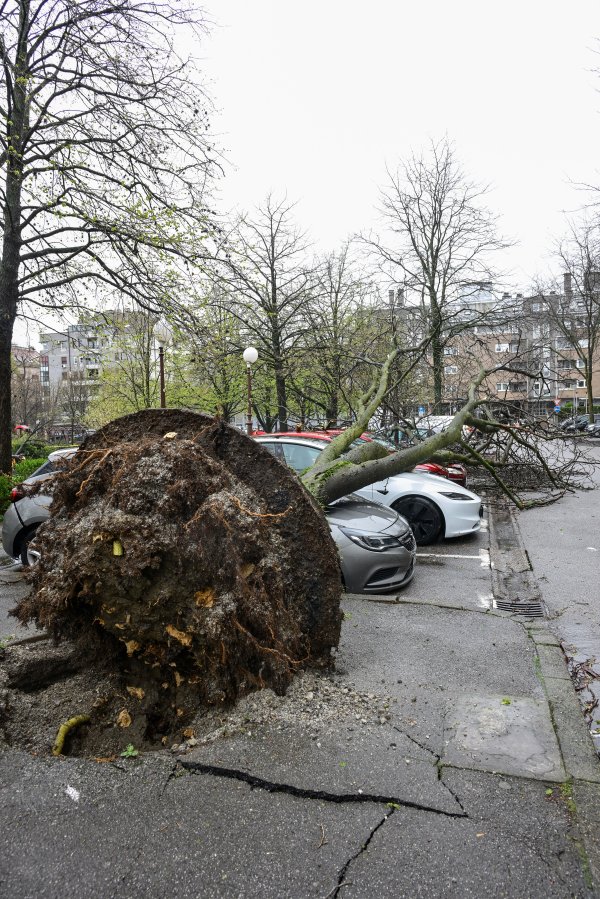 Zagreb: Olujni vjetar iščupao stablo u Ulici Bartola Kašića koje je palo na parkirane automobile