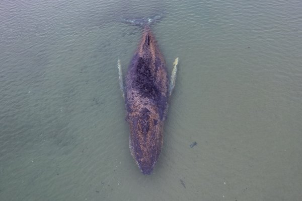 FOTO Napokon se uspio osloboditi grbavi kit zbog kojeg se cijela Njemačka digla na noge