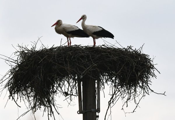 Klepetan i njegova nova družica stigli u Brodski Varoš