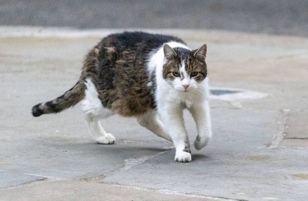 Drama u Downing Streetu: Mačak Larry pokazao zašto je 'glavni lovac' u rezidenciji premijera