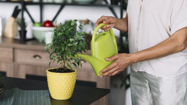Biljke je potrebno prihranjivati isključivo na vlažnom tlu kako bi se izbjeglo oštećenje korijena