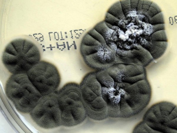 Znanstvenici istražuju crne gljive iz Černobila koje bujaju u uvjetima ekstremne radijacije