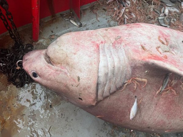 Glavonja ulovljen u Bračkom kanalu