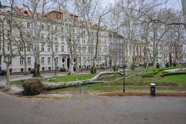 Zrinjevac ostao bez simbola: Vjetar iščupao platanu staru 153 godine