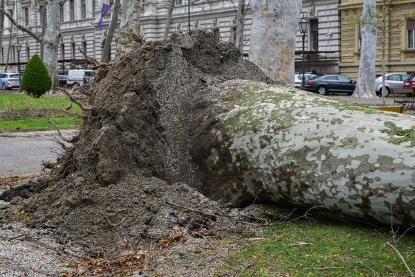 Srušena platana na Zrinjevcu
