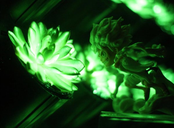 Znanstvenici predstavili genetski modificirane biljke koje svijetle u mraku