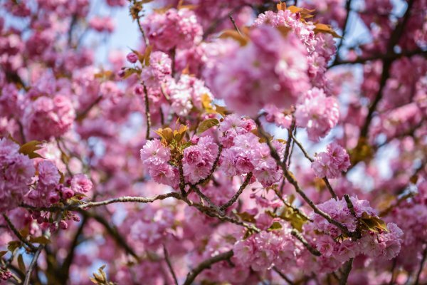 Šulekova ulica u proljeće