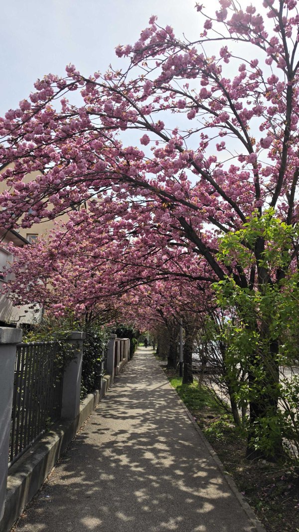 Šulekova ulica u proljeće