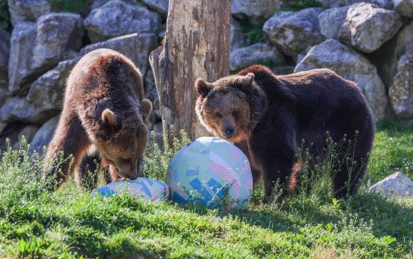 Zagreb: Stanovnicima Zoološkog vrta stigle pisanice