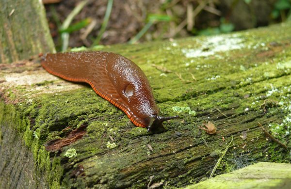 Postavljanje bakrene trake se smatra praktičnim i ekološkim načinom zaštite biljaka