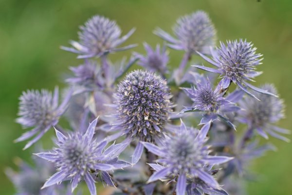 Primorski kotrljan (Eryngium maritimum)
