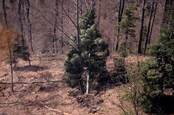 Pogled na Medvednicu iz žičare nakon oluje koja je uništila dio šume