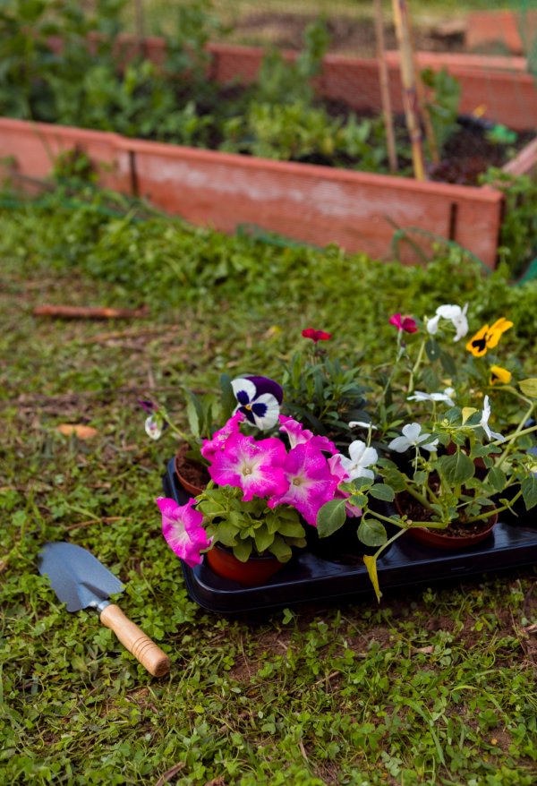 Vrt izgleda neuredno zbog trave u gredicama? Evo što savjetuju stručnjaci