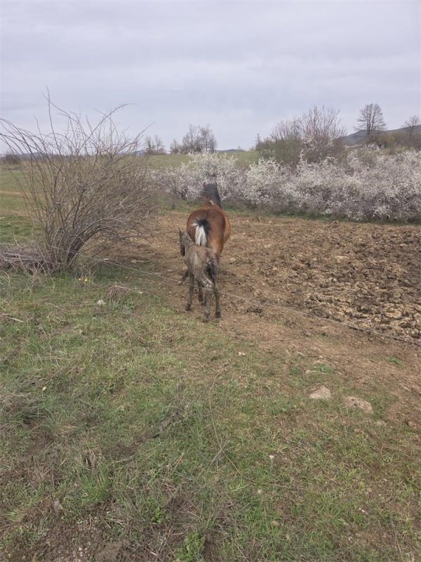 Policajci iz Perušića spasili su ždrijebe iz dubokog blata