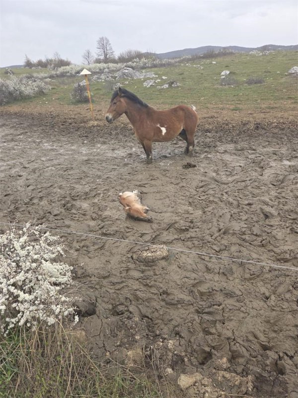 Policajci iz Perušića spasili su ždrijebe iz dubokog blata