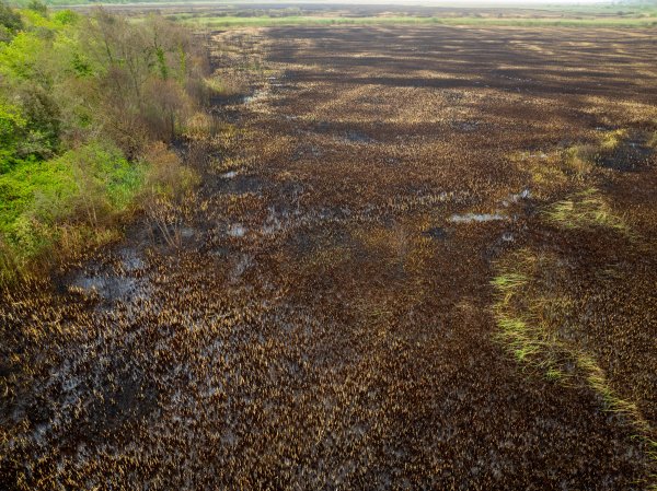 Opožareno područje orintološkog rezervata Orepak u dolini Neretve