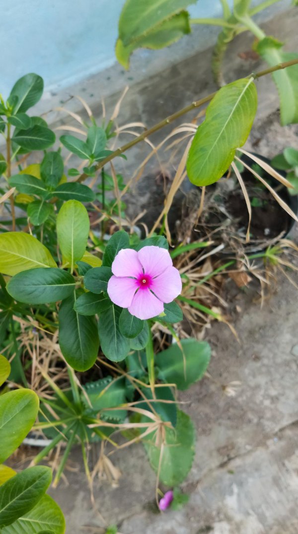 Vodenika ne podnosi propuh i nagle temperaturne promjene