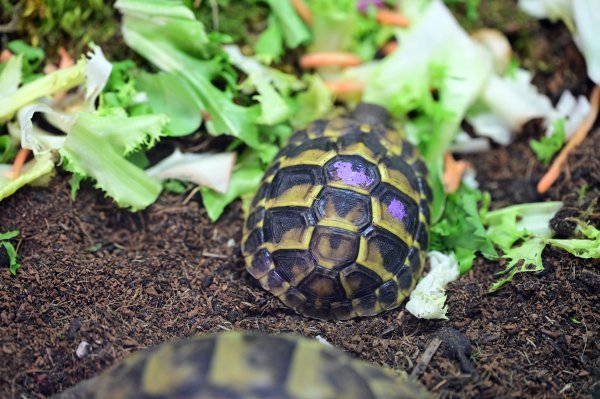 Kornjače su lijepe, ali trebate biti spremni brinuti se za njih