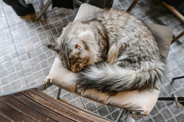 Presladak prizor za uživanje u kavi