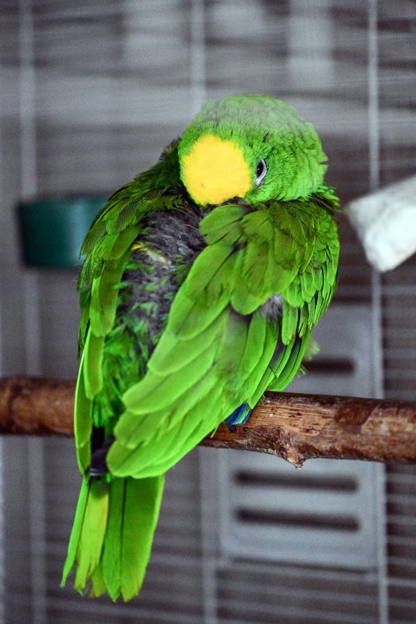 ...do papige - raznolikost životinjskog svijeta je nevjerojatna