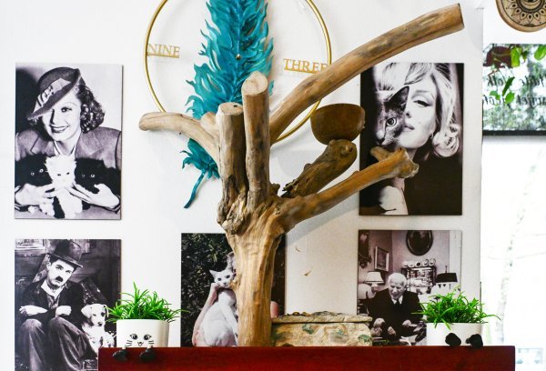 Mali podsjetnik na to da su brojni slavni, poput Charlieja Chaplina, voljeli životinje