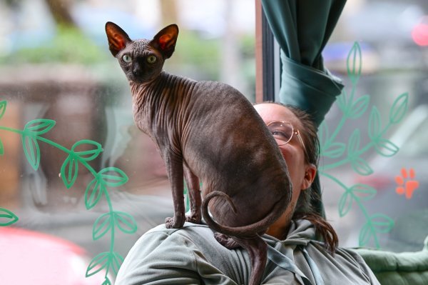 Pravila Animal Caffea nalažu da morate čekati da mačka dođe vama, a kad se dođe pomaziti, osjećaj je stvarno lijep