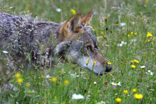 Vuk koji je pobjegao iz ZOO-a u Južnoj Koreji vraćen nakon devet dana bijega